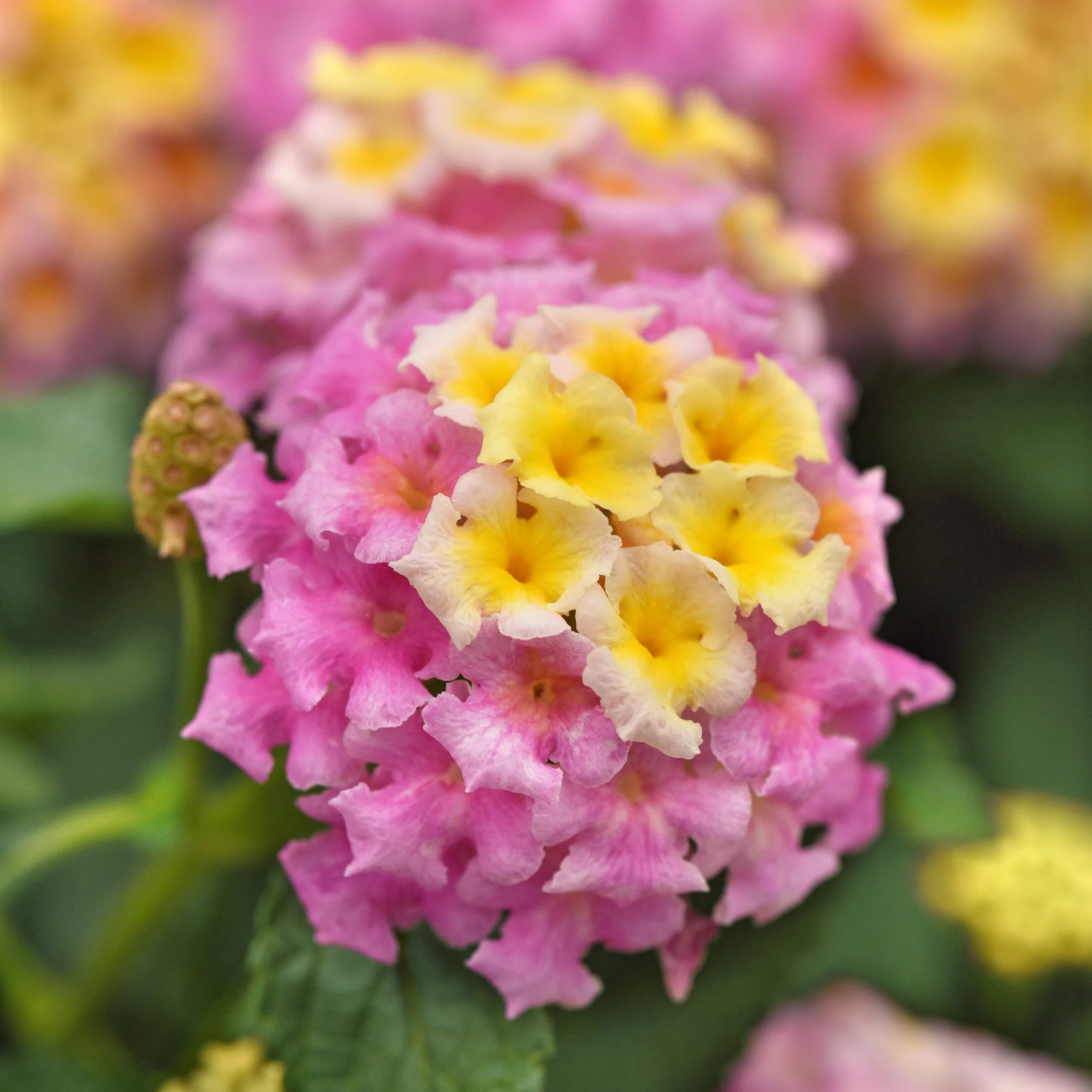 Preorder Spring Annuals