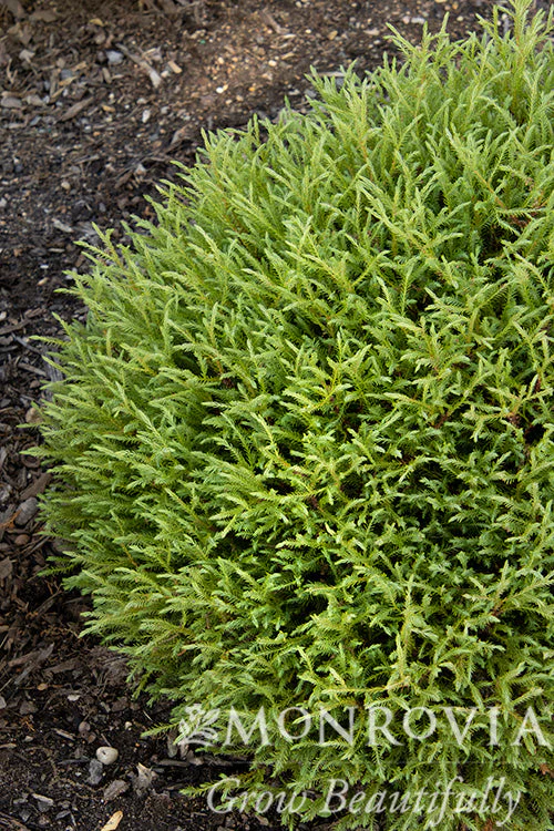 Foundation Favorites